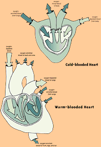 Cold-blooded and Warm-blooded heart illustrations
